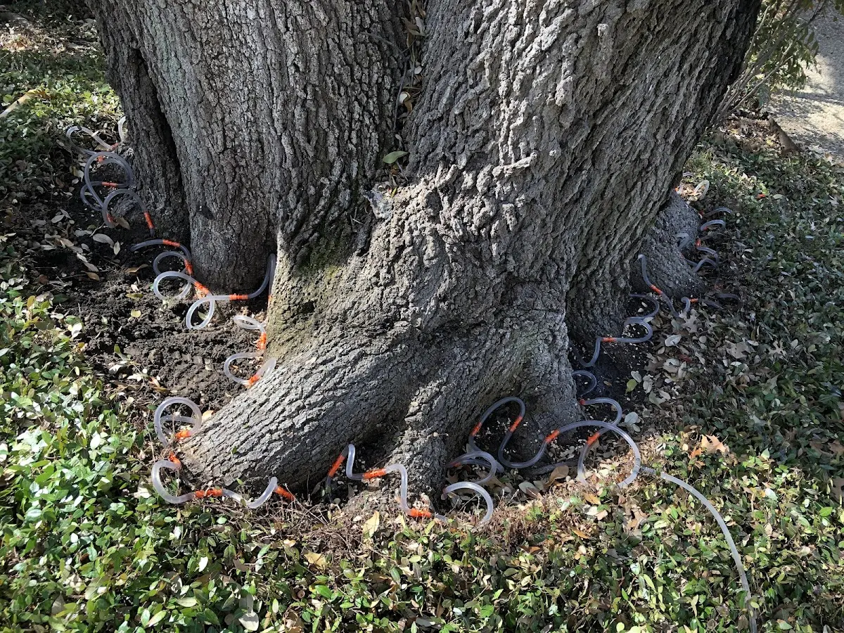 Detailed Tree Cabling and Bracing job site in Curtice