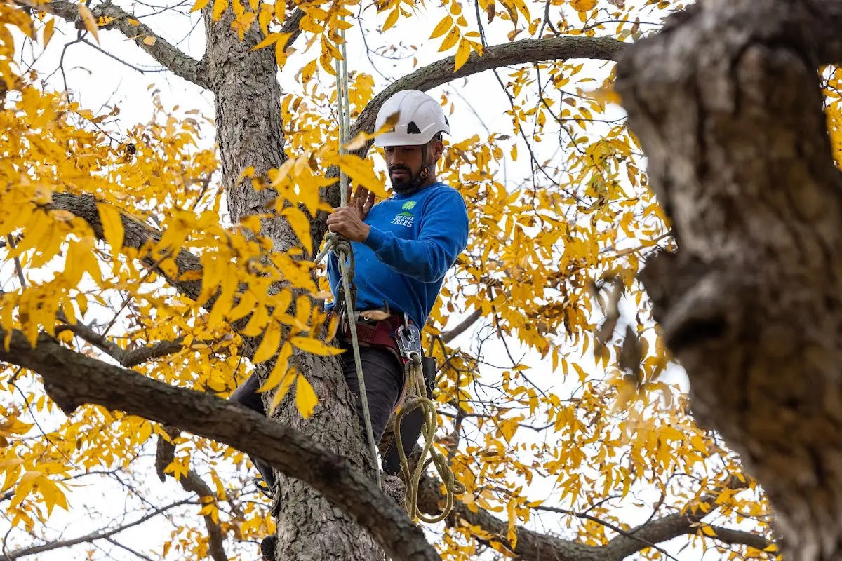 Skilled Tree Transplanting crew working in Curtice